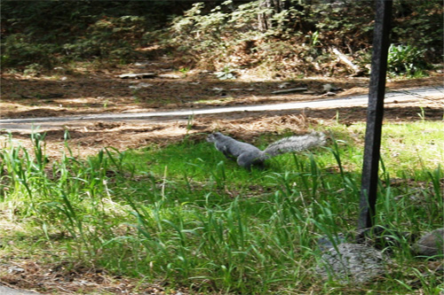Twain Harte Squirrel