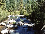 South Fork Of Stanislaus River