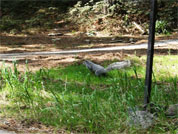 Twain Harte Squirrel